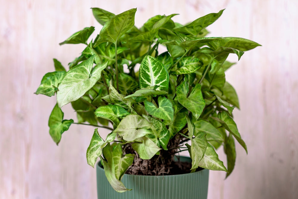Syngonium : la plante caméléon qui transforme ses feuilles et conquiert tous les environnements 