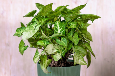Syngonium: Die Chamäleon-Pflanze, die ihre Blätter verändert und jeden Raum erobert