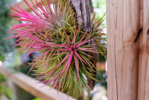 Tillandsia Ionantha XXL: Vollständiger Leitfaden zur thailändischen Luftpflanze | Pflege und Sorten