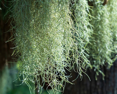Tillandsia usneoides, pianta aerea grigio-verde che pende dai rami degli alberi