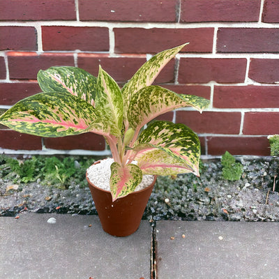 AGLAONEMA THE PLANT THAT ABSORBS FORMALDEHYDE