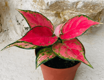 Aglaonema Lucky Red: Care and Cultivation of the Lucky Charm