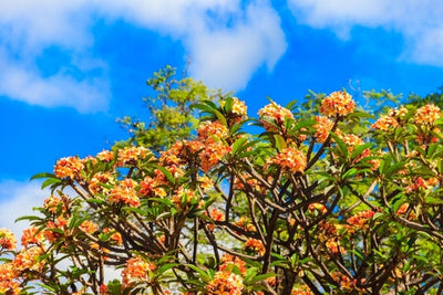 Plumeria ou Frangipanier : Guide complet de la culture des variétés tricolores greffées 