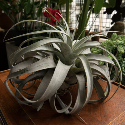 Discovering Tillandsia Xerographica: Timeless Botanical Elegance