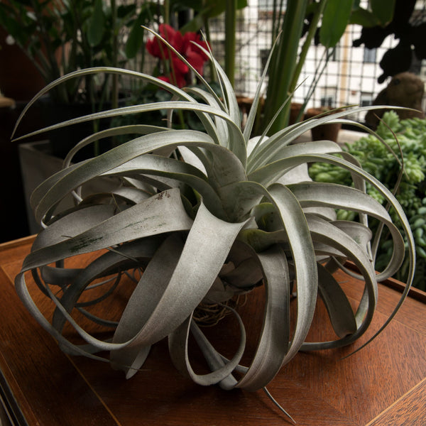 Tillandsia xerographica, pianta aerea con una grande rosetta di foglie argentate e arricciate