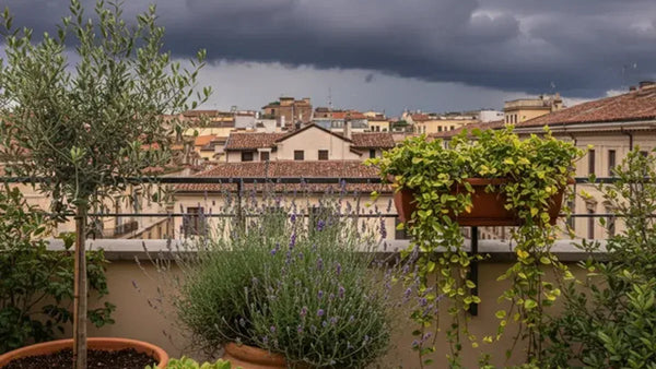 Alerte orage extrême : comment protéger les plantes de terrasse, jardin et véranda (et que faire ensuite)