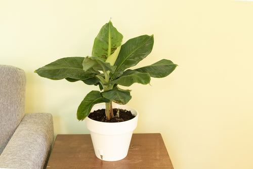 Musa Tropicana: Complete Guide to Dwarf Banana | Easy-to-Care Exotic Plant