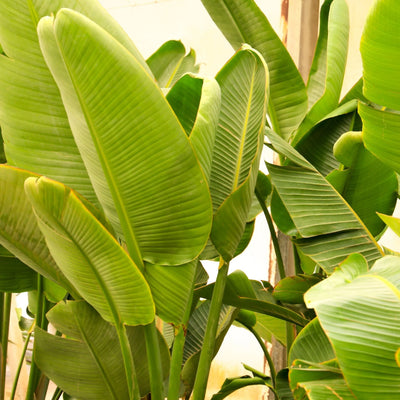 La beauté en fleurs : tout ce que vous devez savoir sur Strelitzia Nicolai