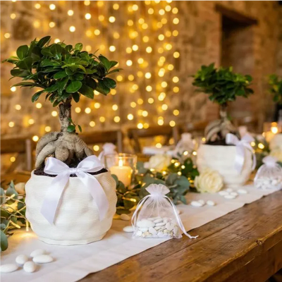 Bonsai Wedding Favors: How to Choose the Right Bonsai for Your Special Day