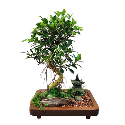 The Art of Bonsai: A Complete Guide to Choosing and Caring for Living Miniatures