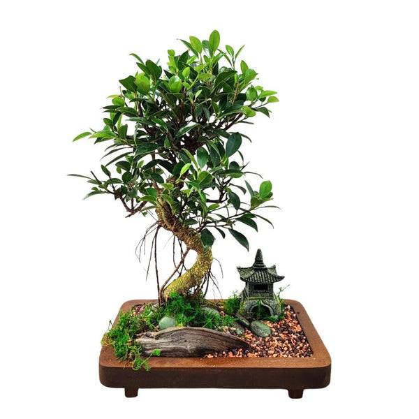 The Art of Bonsai: A Complete Guide to Choosing and Caring for Living Miniatures