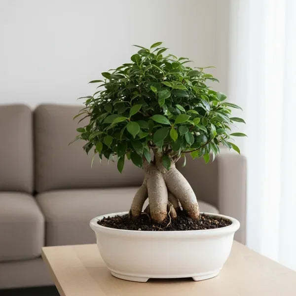 Bonsai Ficus Ginseng: la pianta mindfulness del 2026