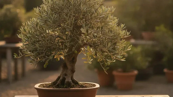Bonsai a settembre: le cure di fine estate e la ripresa autunnale (calendario settimana per settimana)