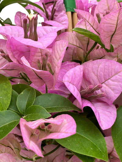 Bougainvillier : la plante colorée qui transforme votre jardin en une oasis méditerranéenne