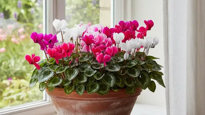 Ciclamini in fiore di colori misti in vaso su un davanzale luminoso