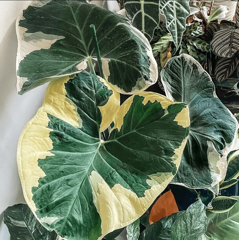 Alocasia Mickey Mouse anbauen und pflegen: Umfassender Leitfaden für Liebhaber exotischer Pflanzen