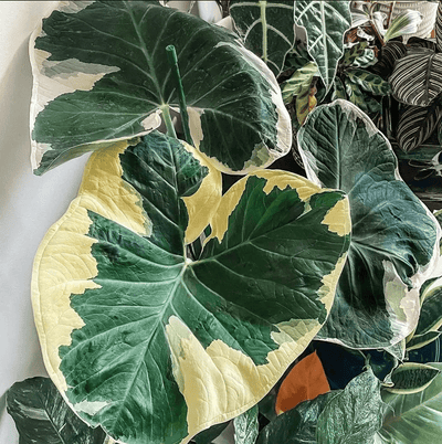 Cultivar y Cuidar Alocasia Mickey Mouse: Guía Completa para Amantes de Plantas Exóticas