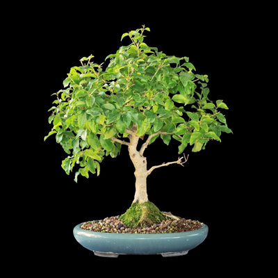 Cultivar el Bonsái de Ligustrum: Sencilla Elegancia Verde