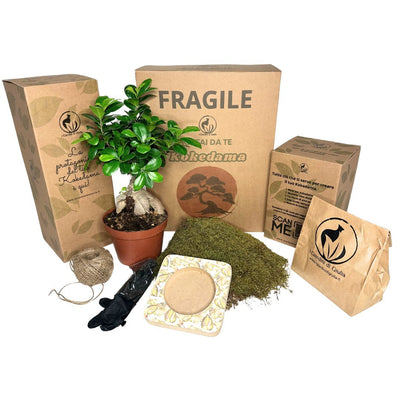 Crea tu propio Kokedama con Bonsái Ginseng: una actividad divertida y sostenible para toda la familia.