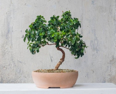 Bonsai-Pflege: Techniken und Tipps für Anfänger
