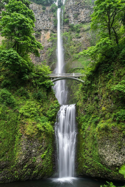 Biophilic Design: Integrating Nature into Your Decor