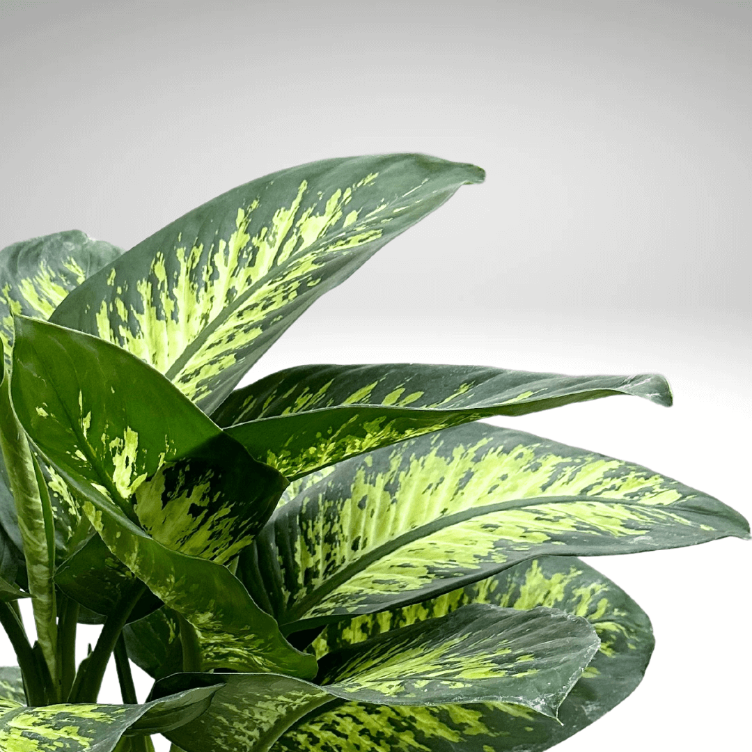 Dieffenbachia Tropic Snow: nuestros consejos para el cuidado