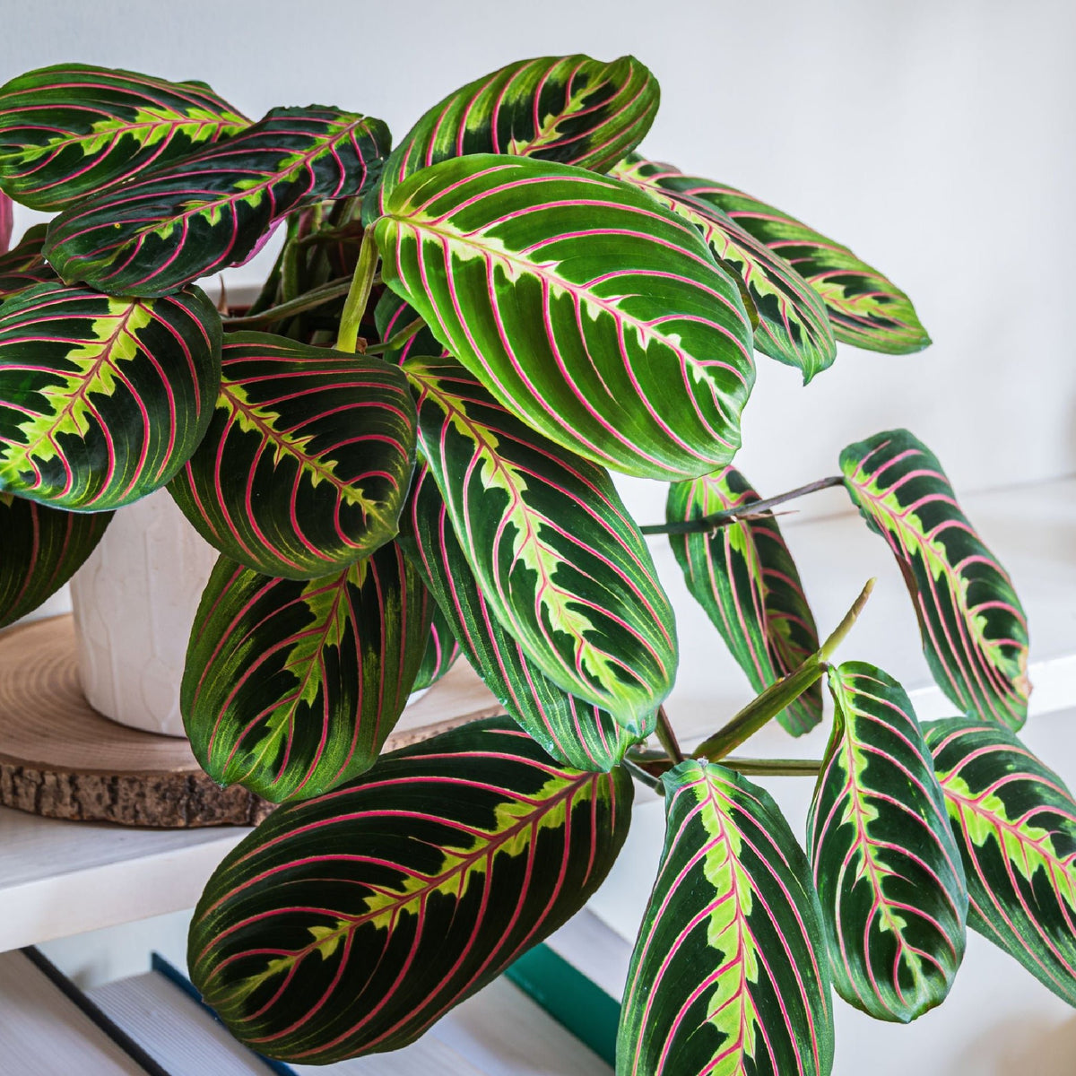EXPLORANDO LA MARANTA: DANZA DE LAS HOJAS E HISTORIA INTRICADA