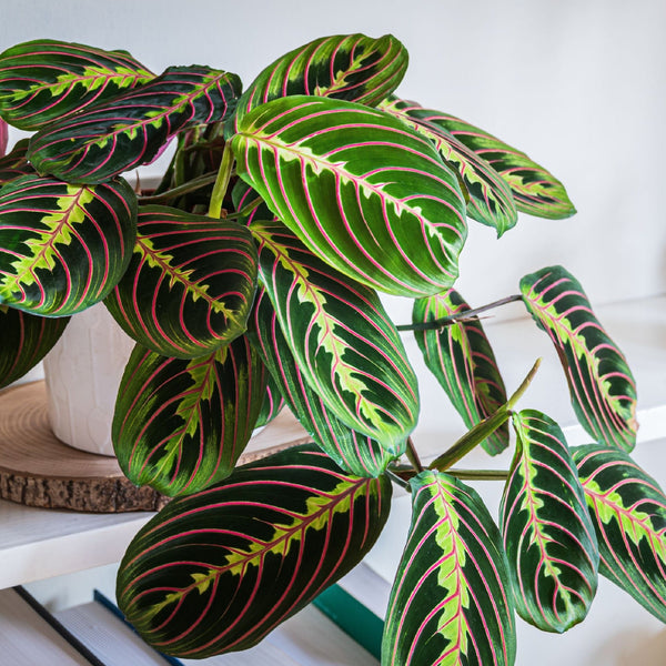 EXPLORING THE MARANTA: FOLIAGE DANCE AND INTRICATE HISTORY