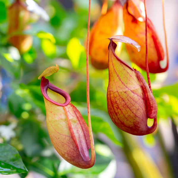 EXPLORER LE MYSTÈRE DES PLANTES CARNIVORES : LA BEAUTÉ ET LA FORCE DES NÉPENTHES