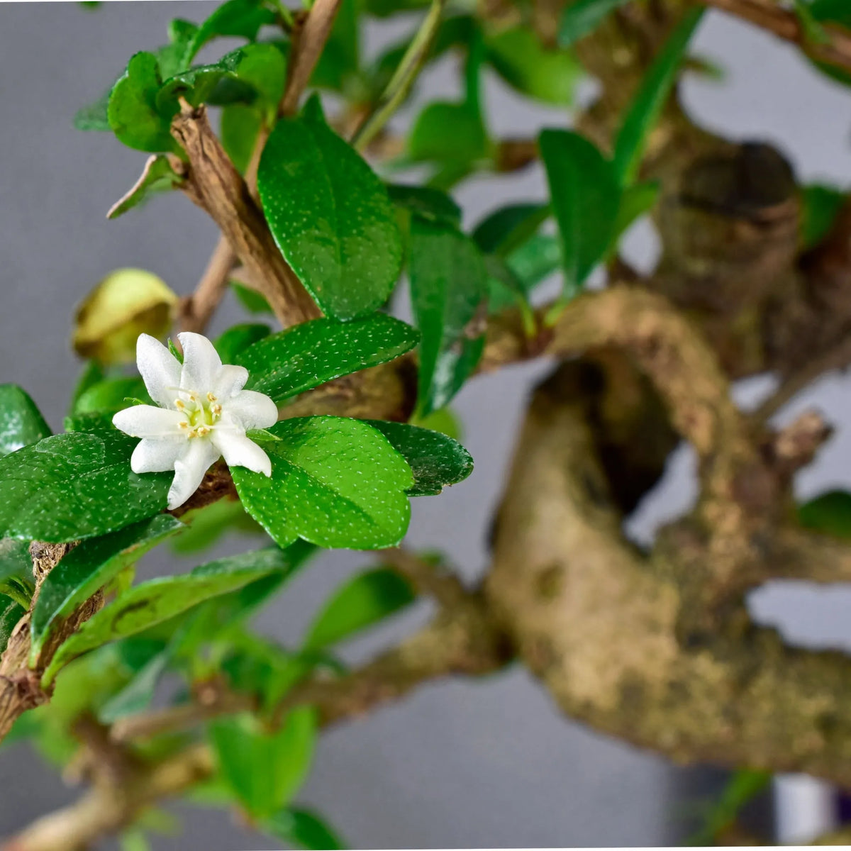 EXPLORAMOS EL MUNDO DEL BONSAI CARMONA: UNA PEQUEÑA MARAVILLA DE HISTORIA Y CUIDADO