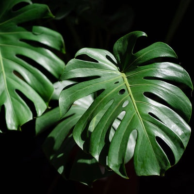 EXPLORAMOS LA FASCINANTE MONSTERA: UNA MARAVILLA DE VERDE E HISTORIA QUE DANZA ENTRE LAS HOJAS