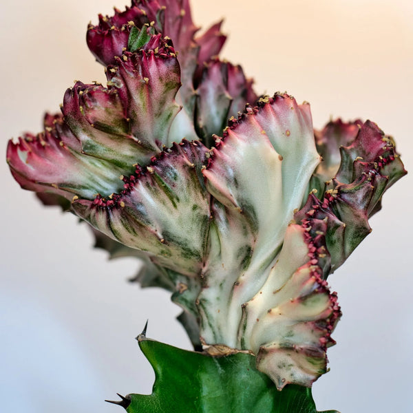 Explorons l'Euphorbia Lactea Crestata