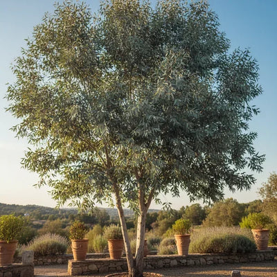 Eucalyptus: A Complete Guide to Caring for and Growing This Aromatic Plant