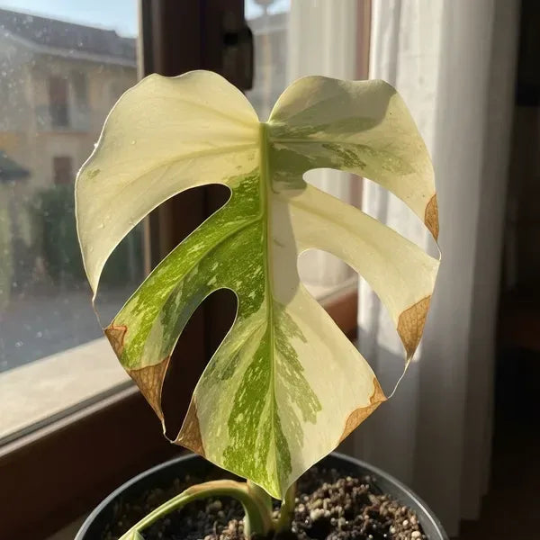 Burnt leaves behind the glass: why the Italian summer sun "cooks" your indoor plants right where you thought they were safe