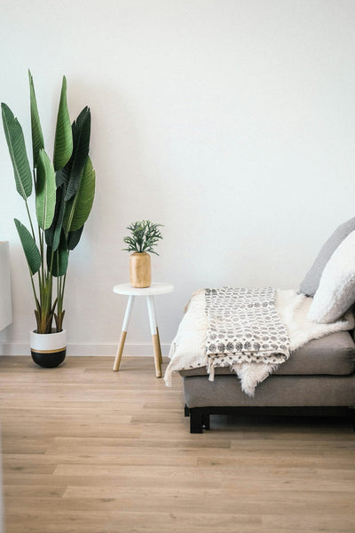 Guía para decorar con plantas de interior