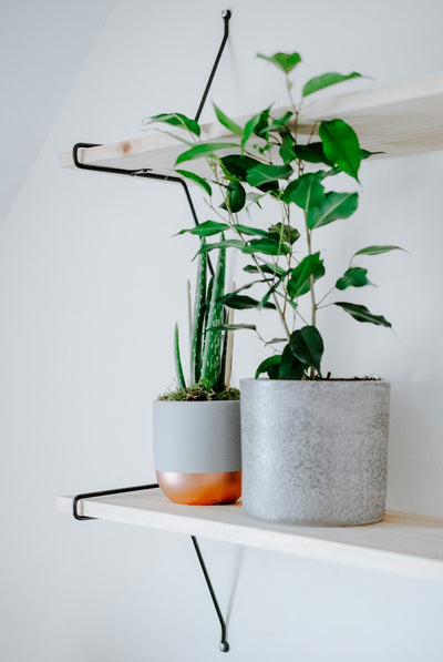 Guía de Plantas: Cómo Elegir las Plantas Adecuadas para Cada Ambiente