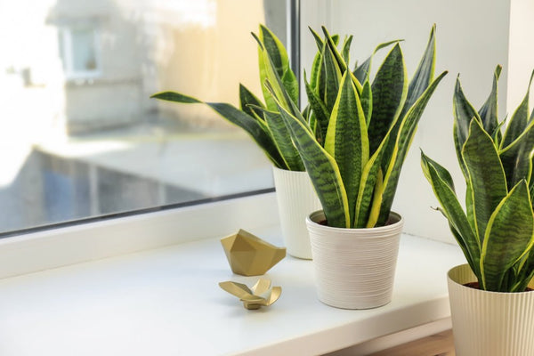 Guía Definitiva: Las Mejores Ubicaciones para la Sansevieria en Casa