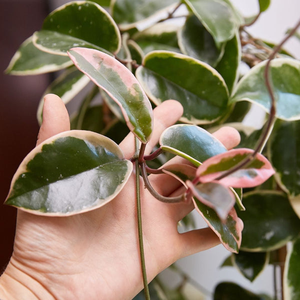 Hoya Carnosa ‘Krimson Queen’: La guía completa para una planta sana y vigorosa