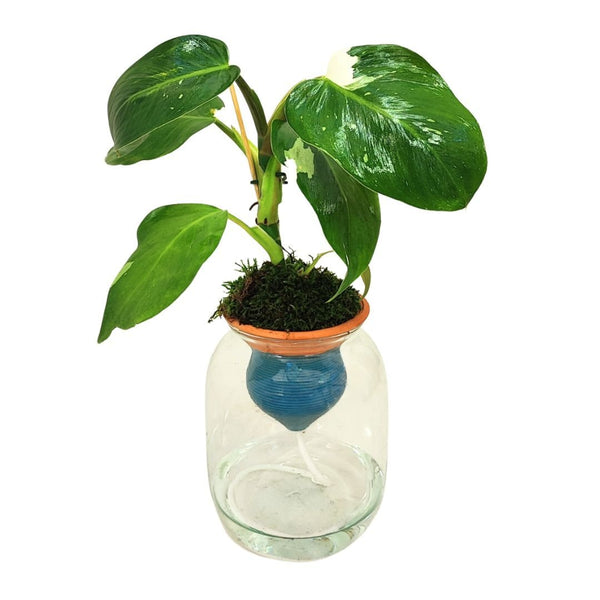 Hydro Terra: The Future of Effortless Plants