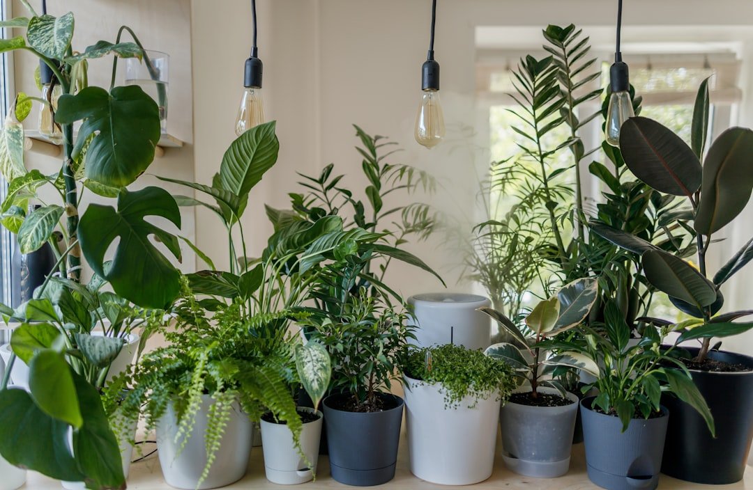 Los mejores estilos de decoración para integrar las plantas