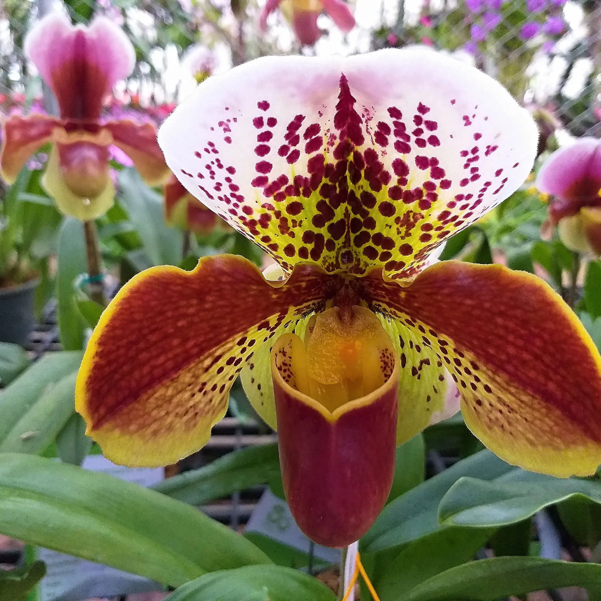 LOS MISTERIOS DE LAS ORQUÍDEAS PAPHIOPEDILUM