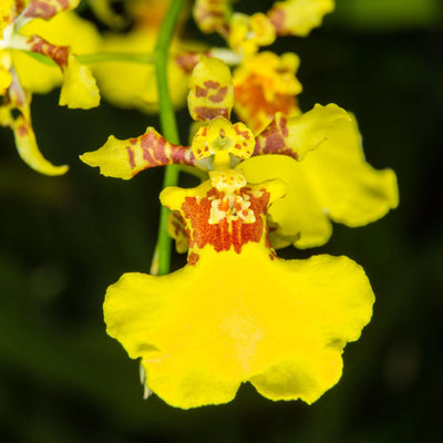 THE ENDLESS CHARM OF THE ONCIDIUM