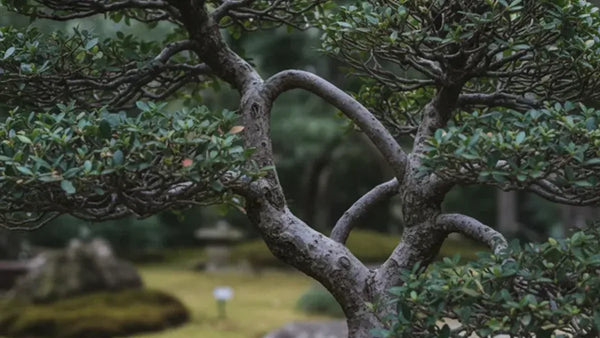 Spazio vuoto nella chioma di un bonsai da valutare per l'innesto per approssimazione