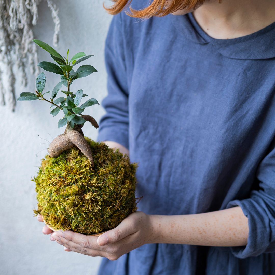 Kokedama Selbermachen: Die Anleitung zum Selbermachen.