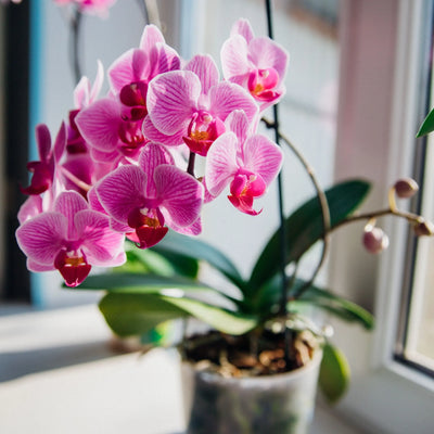 THE EPHEMERAL BEAUTY OF THE PHALAENOPSIS