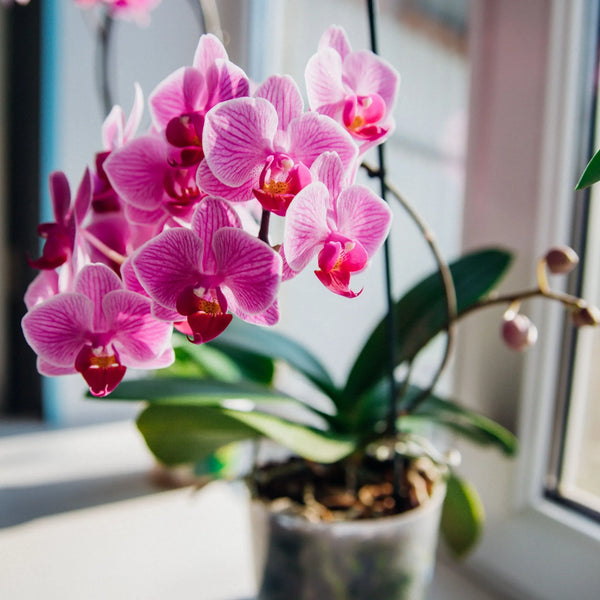 LA Beauté Éphémère de PHALAENOPSIS