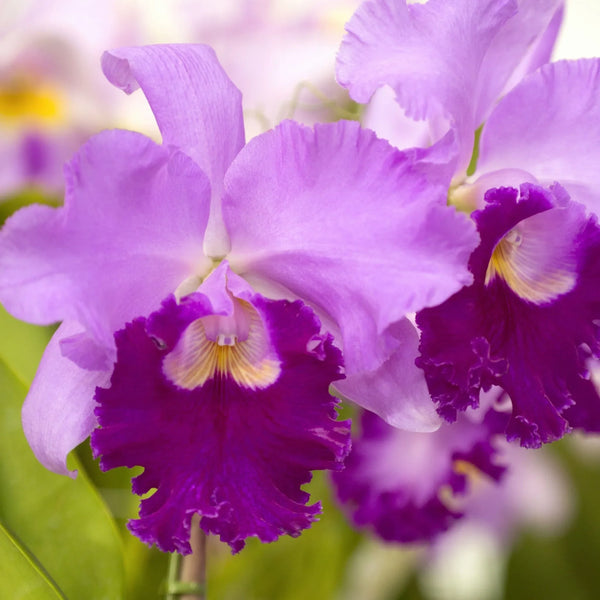 THE REGAL BEAUTY OF THE CATTLEYA ORCHID