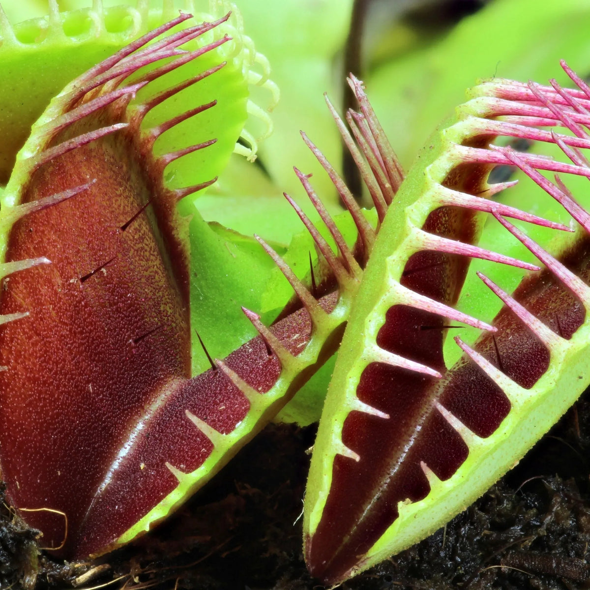 LA DIONEA, LA PLANTA CARNÍVORA QUE RAPTA EL CORAZÓN