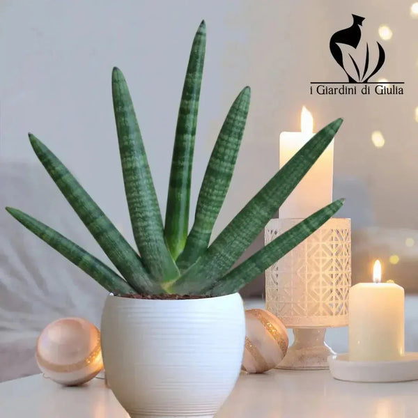 The complete guide to Sansevieria cylindrica care: the secret to a green and trendy home