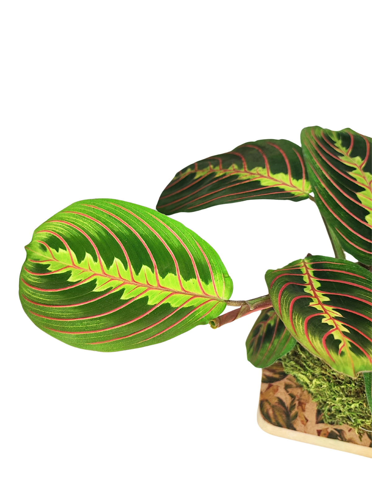 Die Magie der Maranta Tricolor Kokedama: Die Pflanze, die tanzt